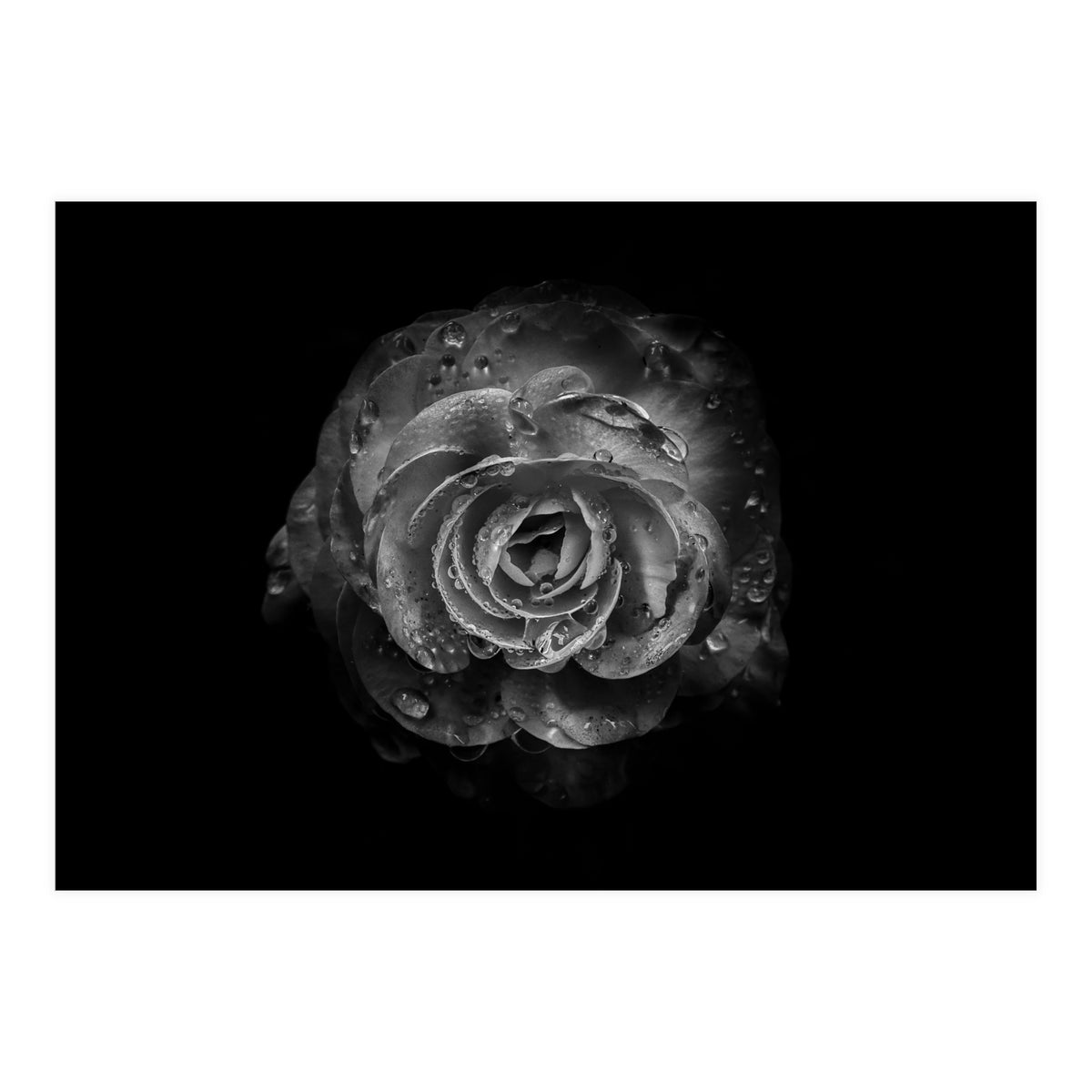 Backyard Flowers In Black And White No 64 (Print Only)