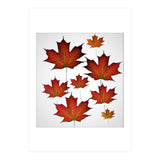 Autumn  leaves (Print Only) thumbnail