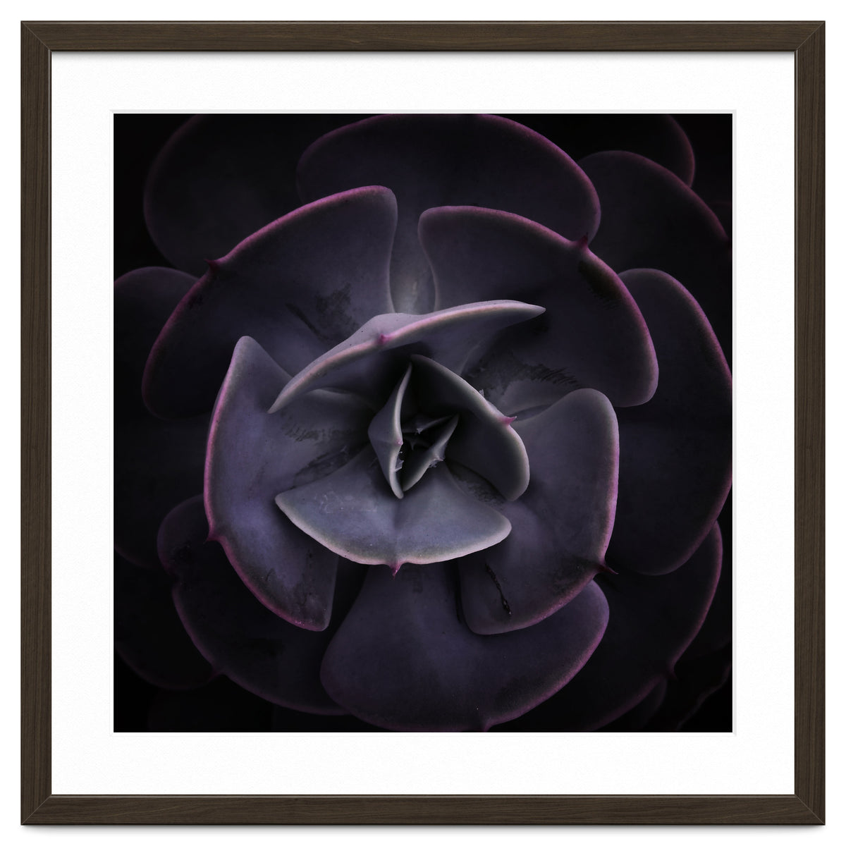 DARKSIDE OF SUCCULENTS VIII