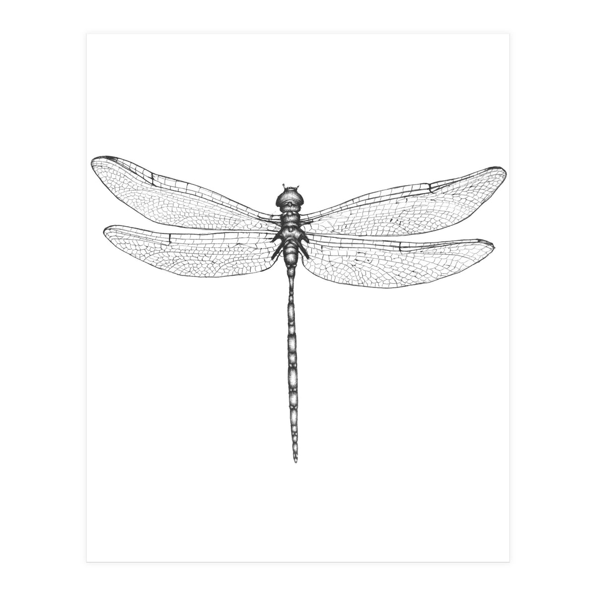 Dragonfly Wings (Print Only)