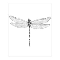 Dragonfly Wings (Print Only)