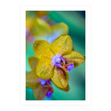 Orchidee Phalleanopsis (Print Only) thumbnail