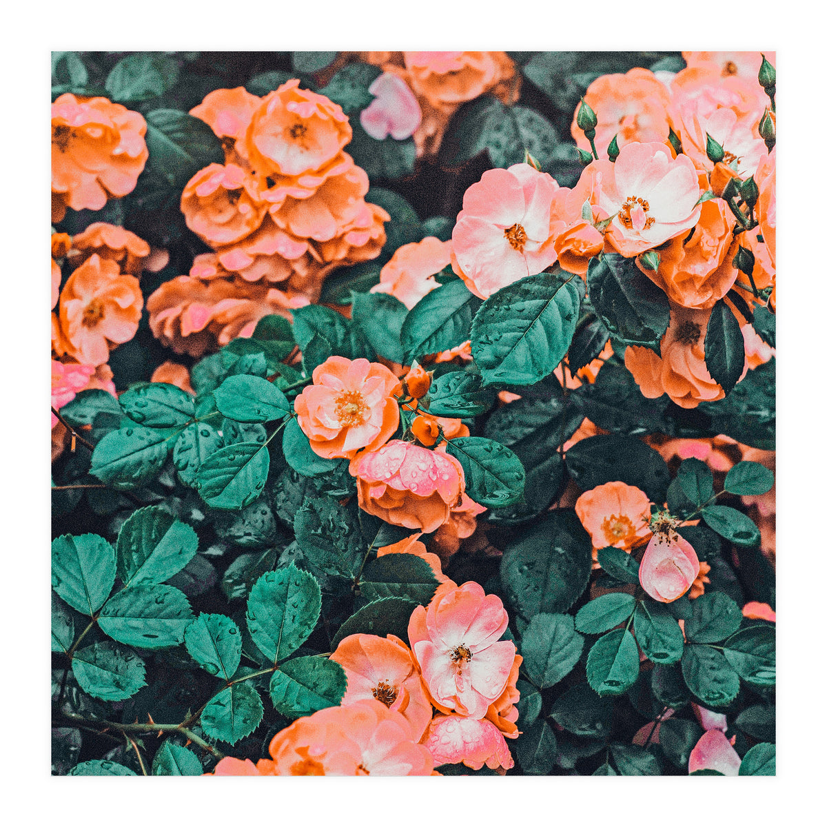 Vintage Blossom Ii (Print Only)