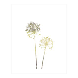 Neutral Dandelions (Print Only) thumbnail