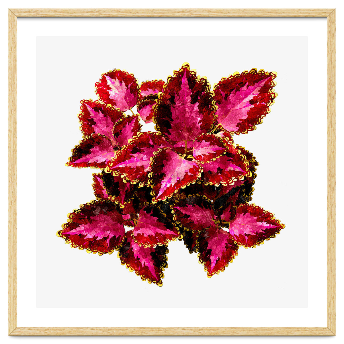 Indian Coleus