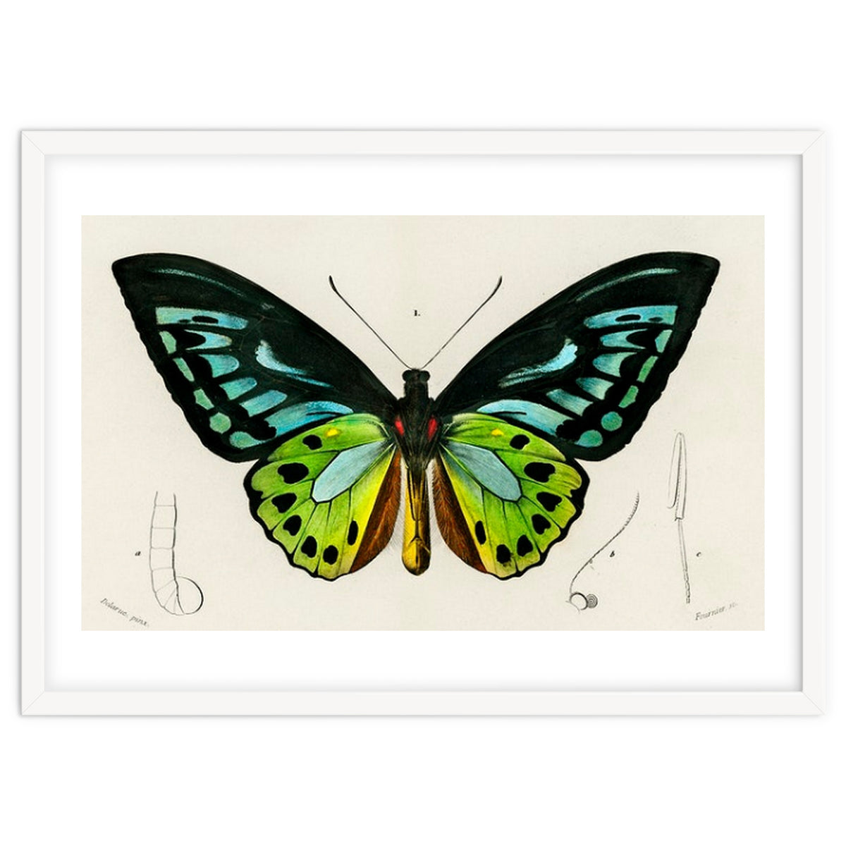 Green birdwing illustrated