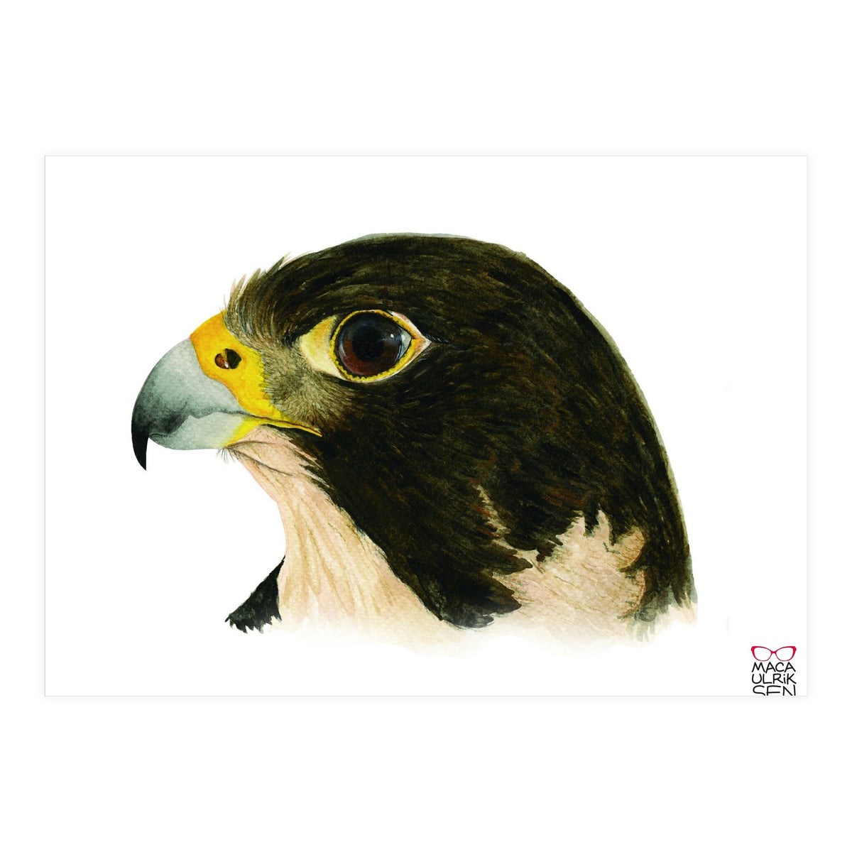Peregrine falcon (Print Only)
