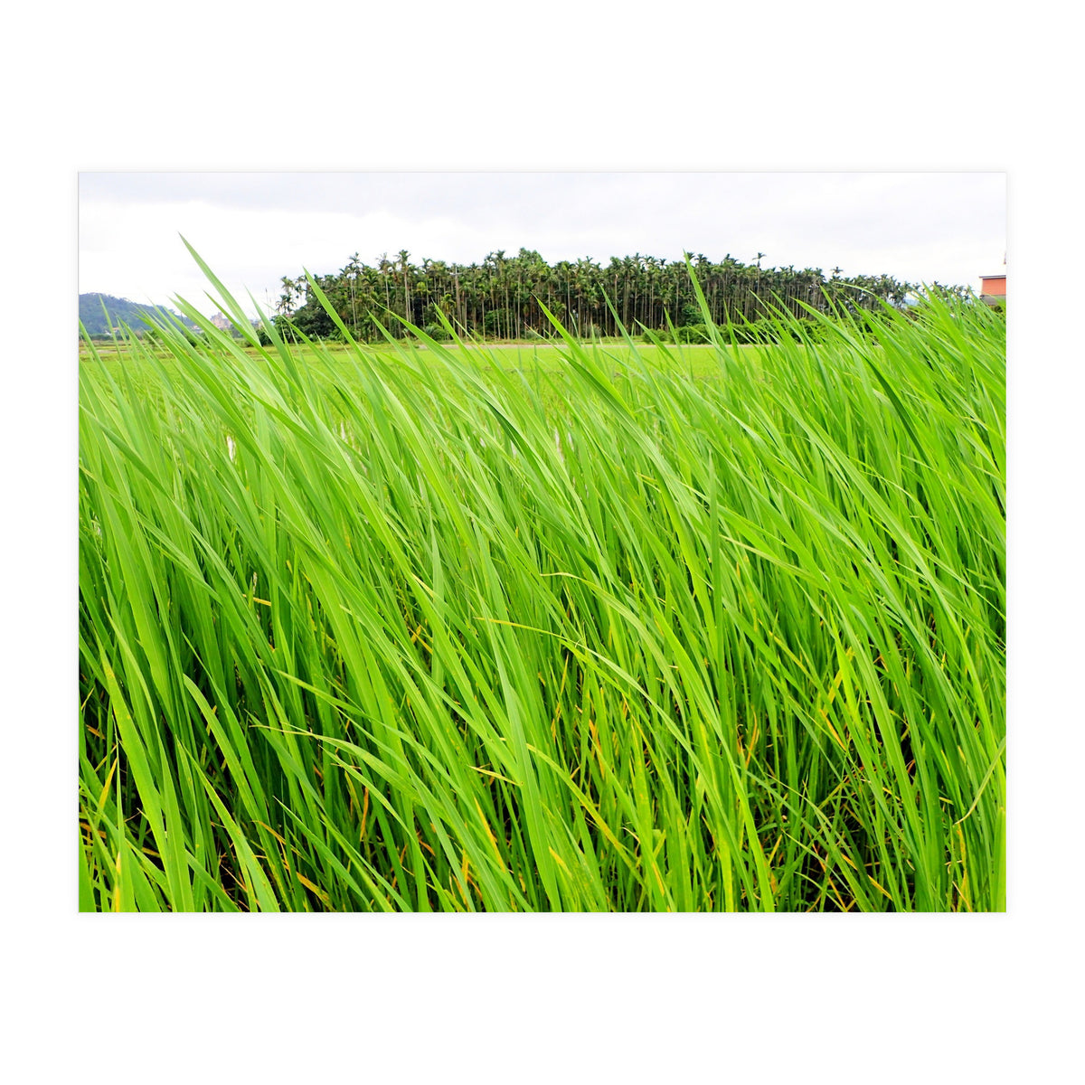 In the Tall Grass (Print Only)