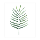 Botanical Illustration Fern (Print Only) thumbnail