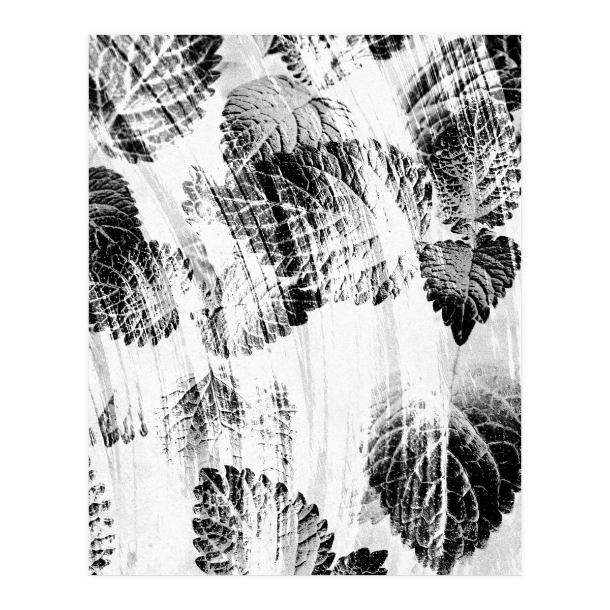 Raining Forest No6 (Print Only)