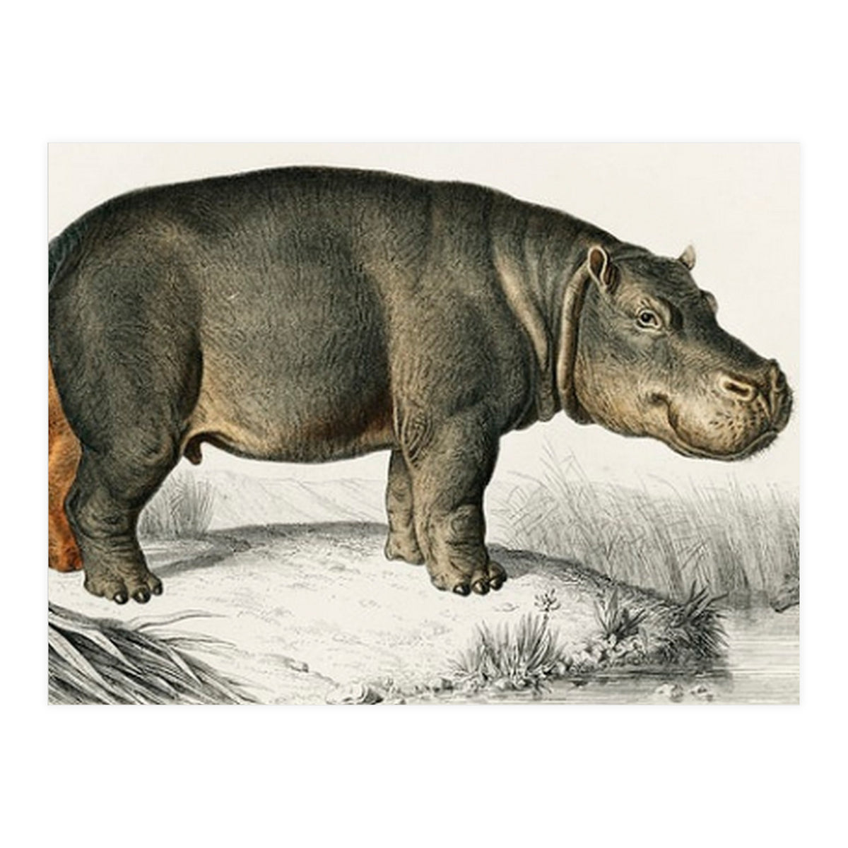 Hippopotamus illustrated (Print Only)