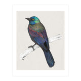 Common Grackle (Print Only) thumbnail