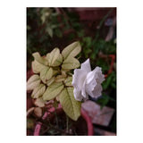 White Rose Garden (Print Only) thumbnail