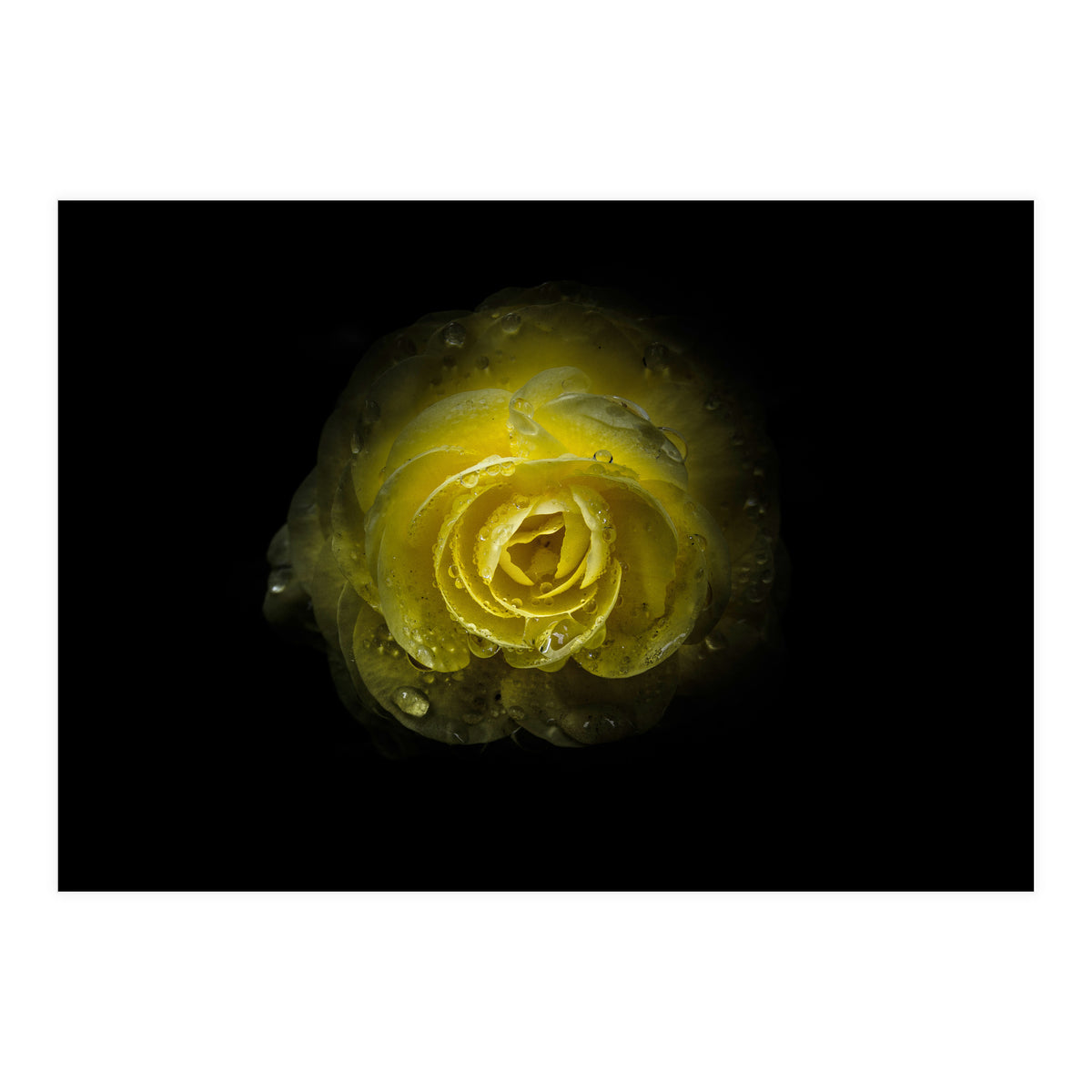 Backyard Flowers 64 Color Version (Print Only)