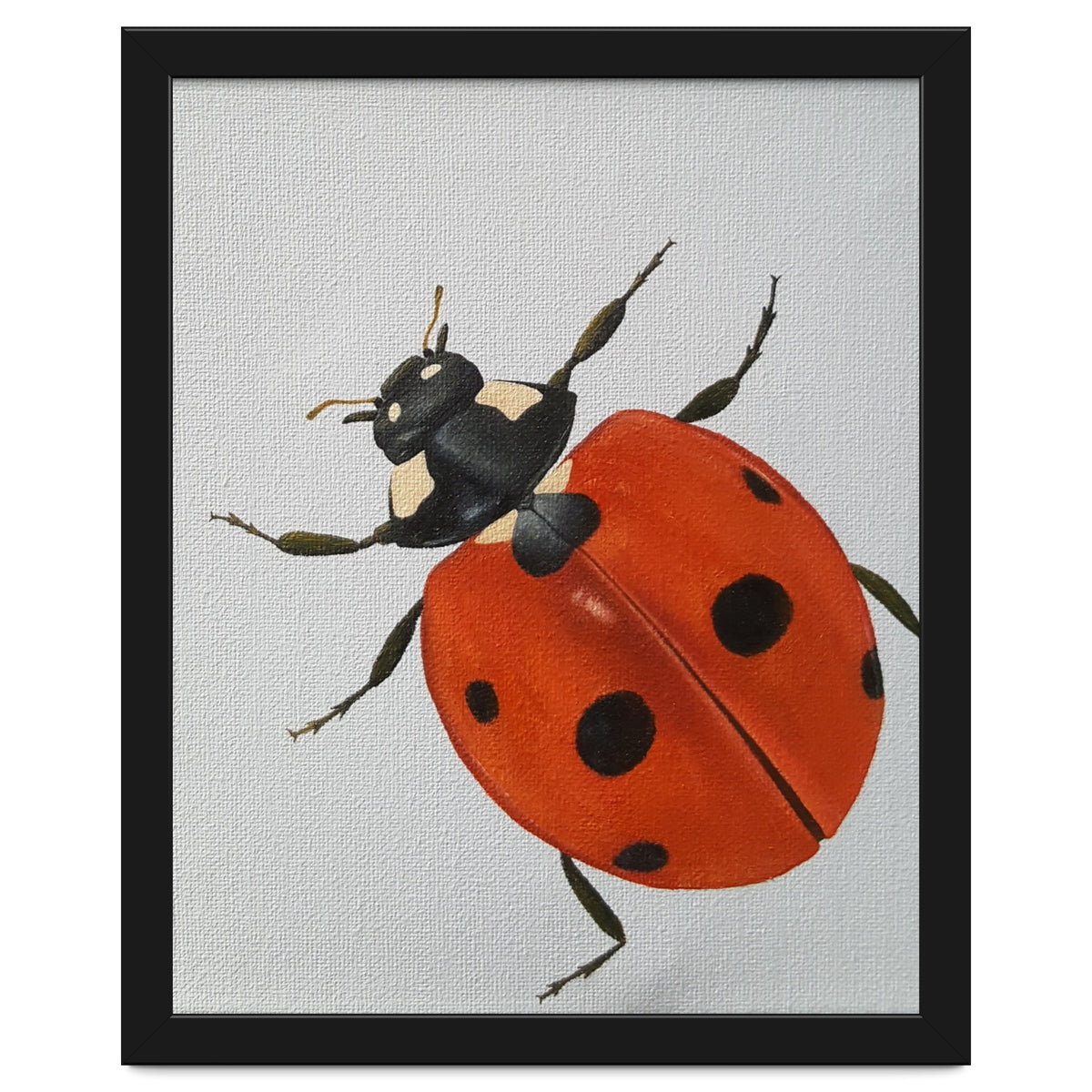 Ladybird