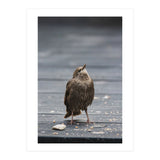 Treading the boards (Print Only) thumbnail