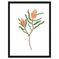 Banksia Flowers