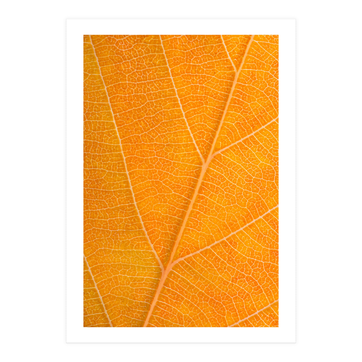 Autumn Leaf (Print Only)