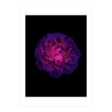 Blooming Nature (Print Only) thumbnail