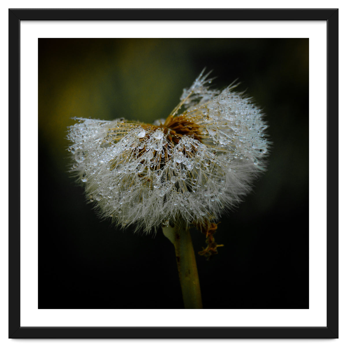 Dandelion with Raindrops