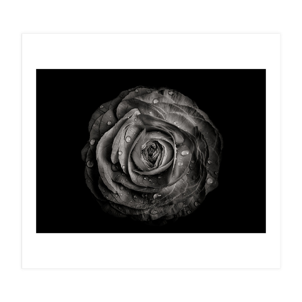 Backyard Flowers In Black And White 72 (Print Only)