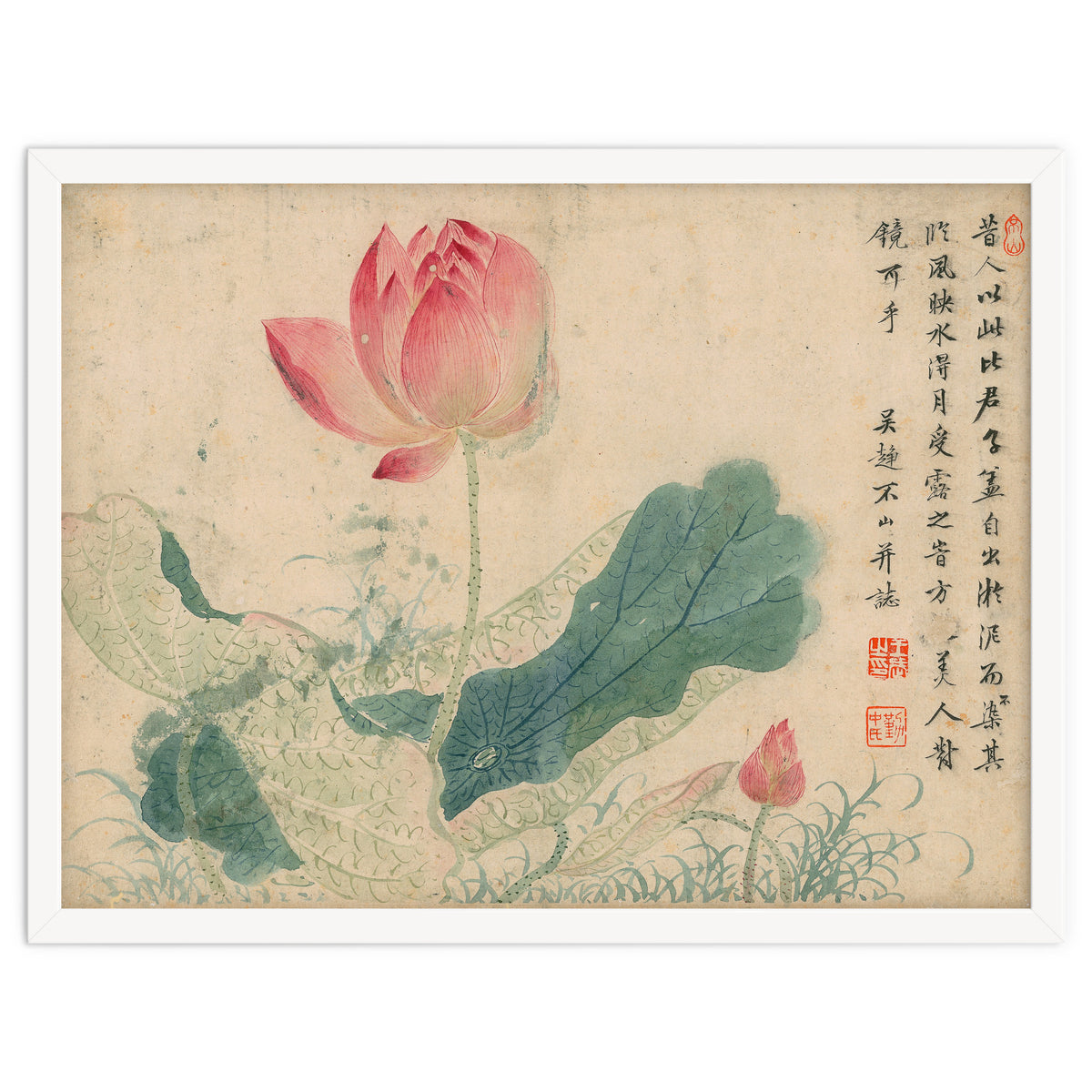 Qing Wangwu Flower album, lotus, lotus leaf, pond, copy of water grass
