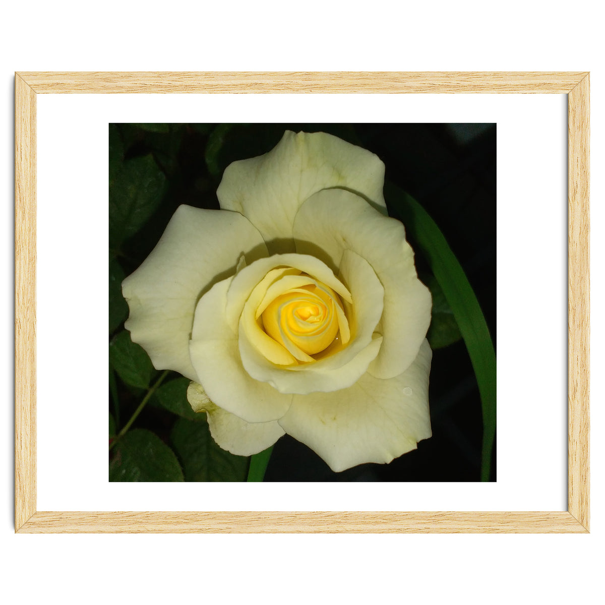 Blooming White Rose