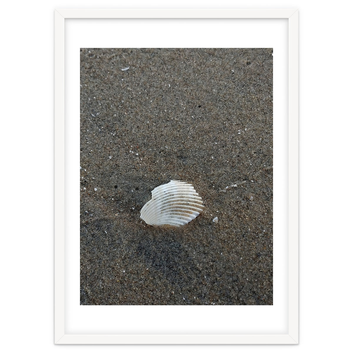 Shell in Sea Shore