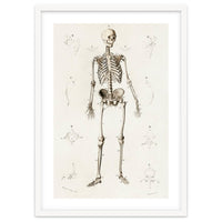 Human skeleton illustrated