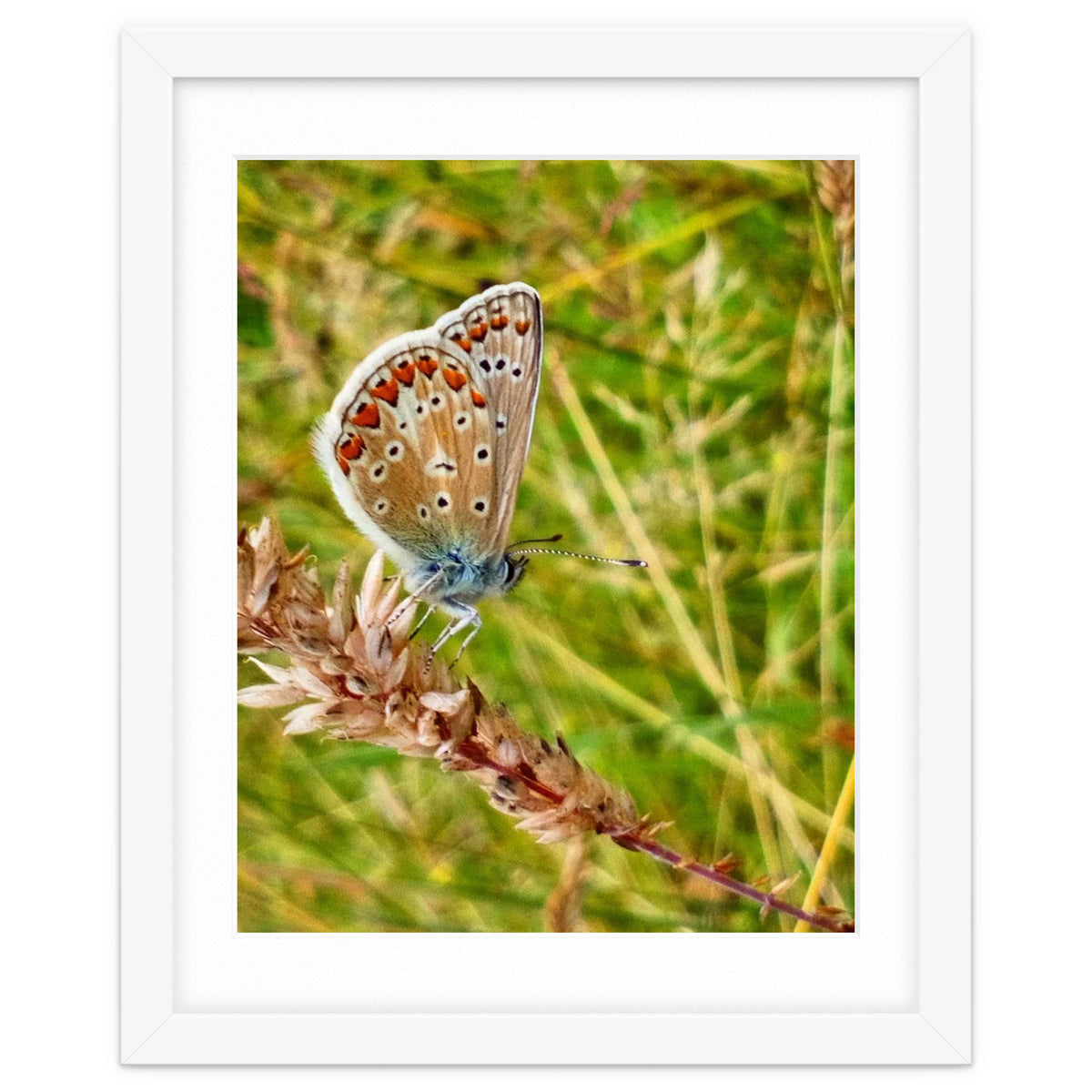 Butterfly in the meadow