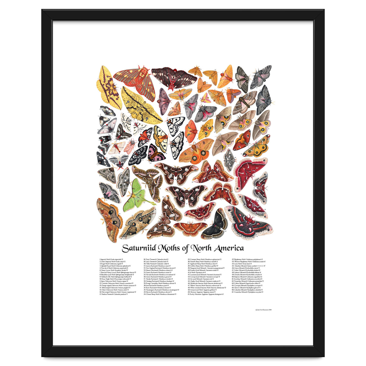 Saturniid Moths of North America