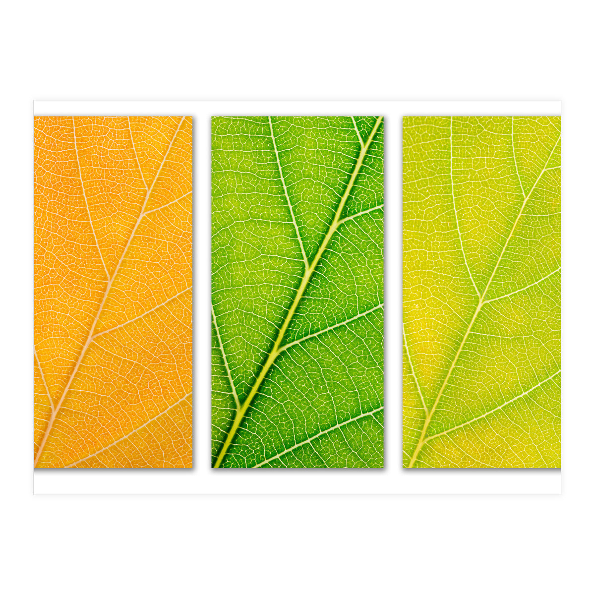 Autumn Leaves (Print Only)