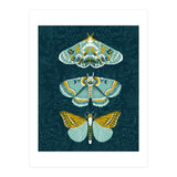 Lepidoptery8 (Print Only) thumbnail