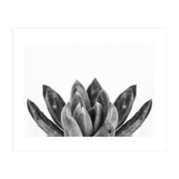 Cactus flower (Print Only)