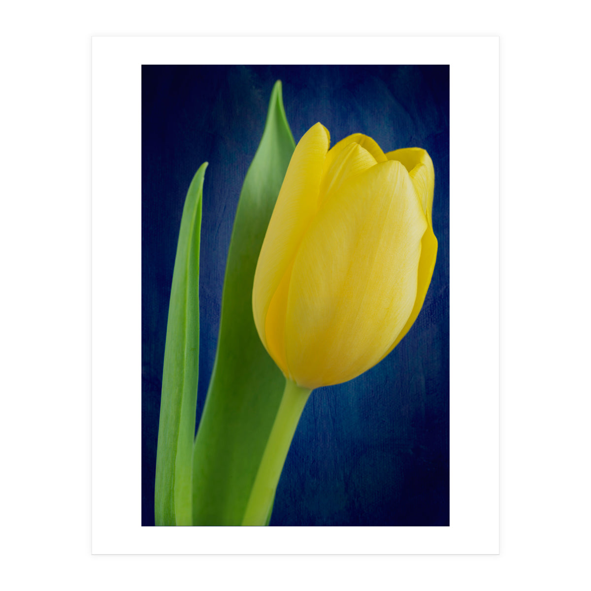 Tulip (Print Only)