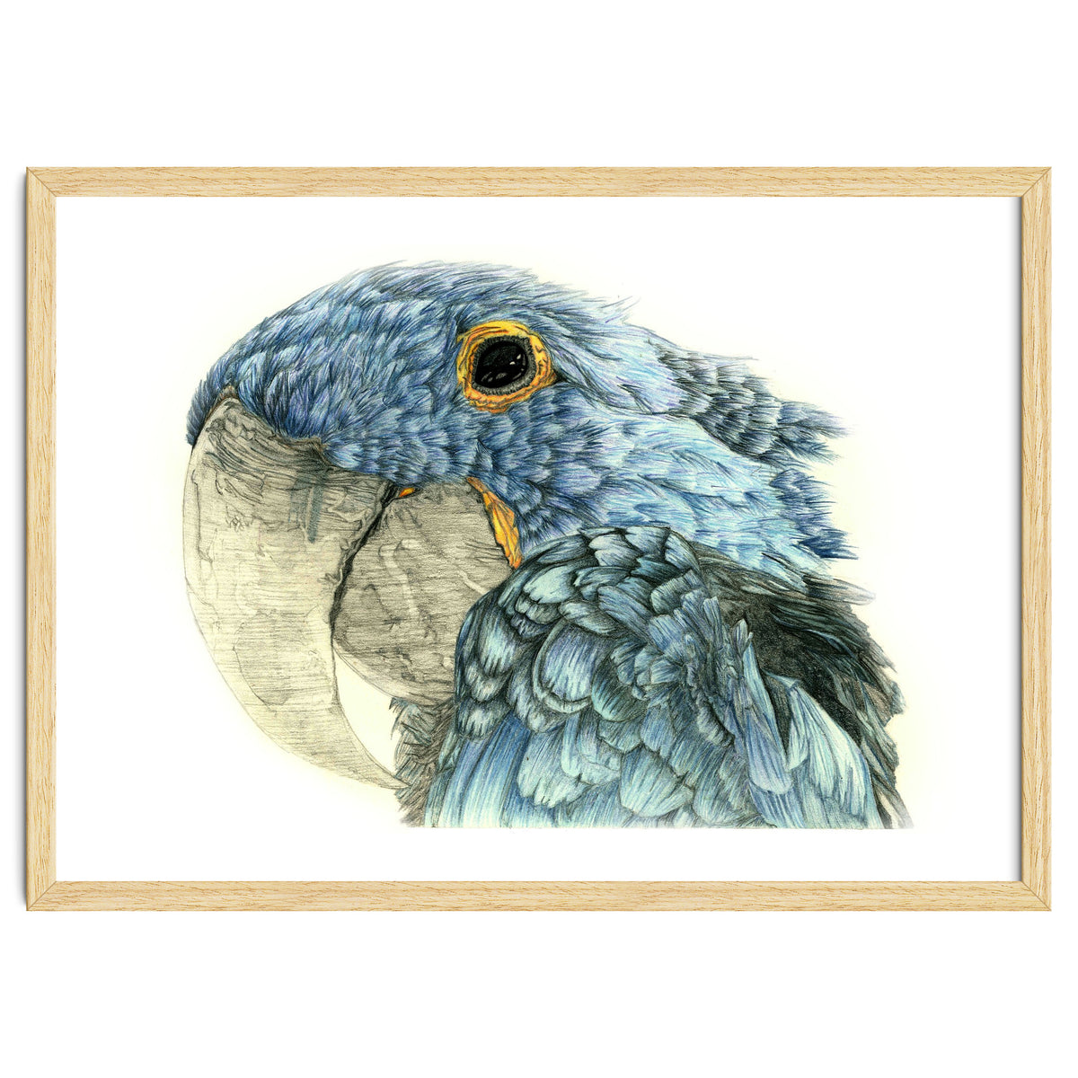 Blue Parrot