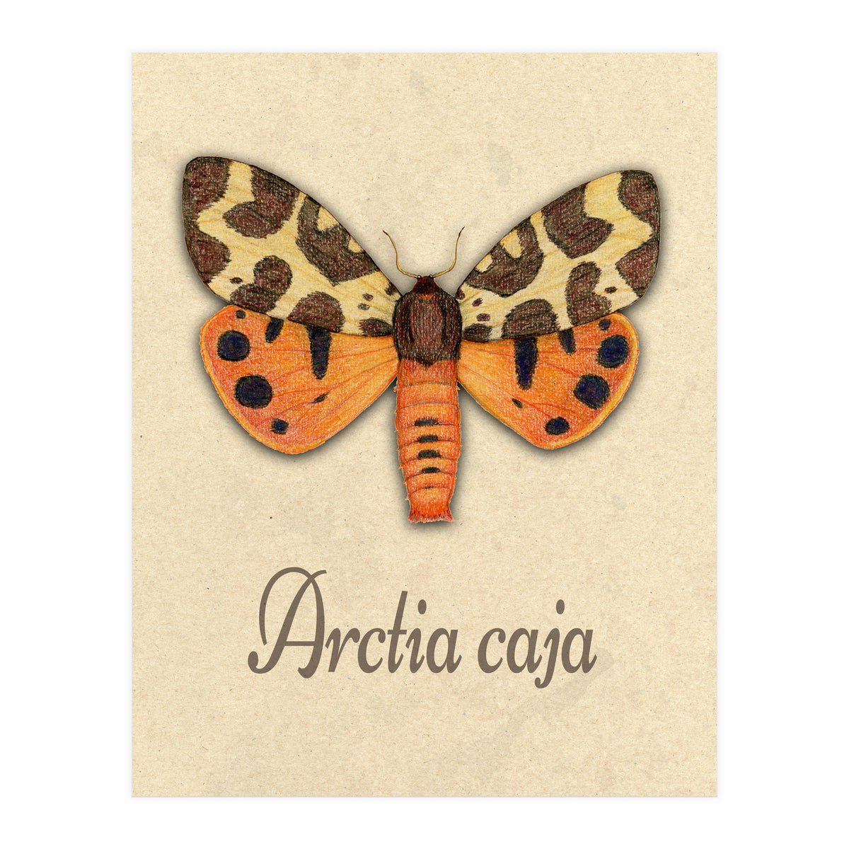 Garden tiger moth illustration (Print Only)