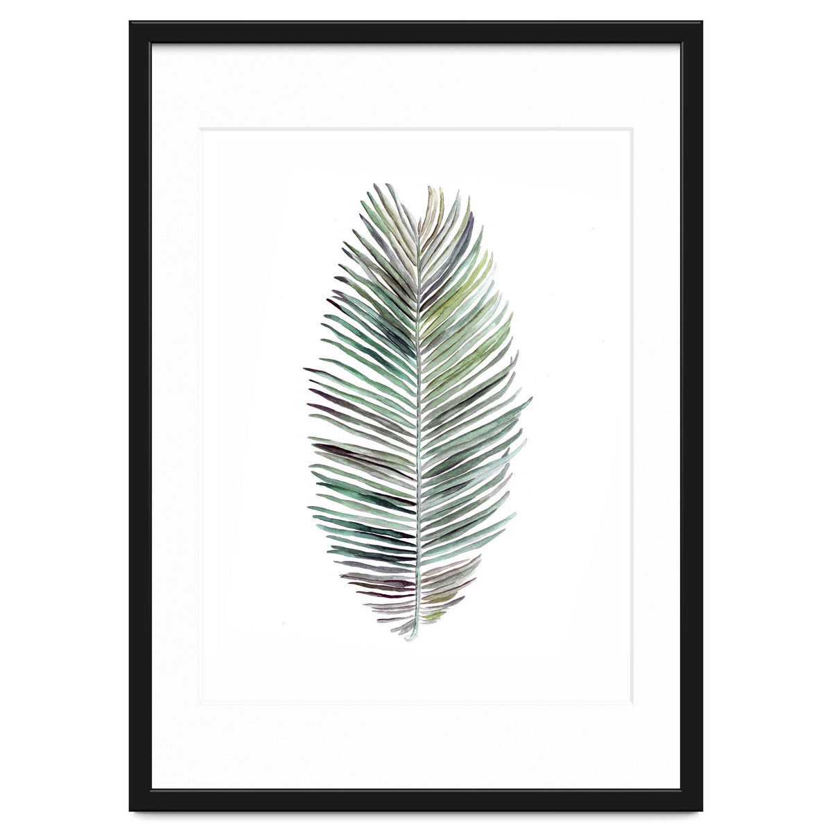Botanical Illustration Cocos Palm