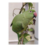 Dazzling Indian Parrot (Print Only) thumbnail