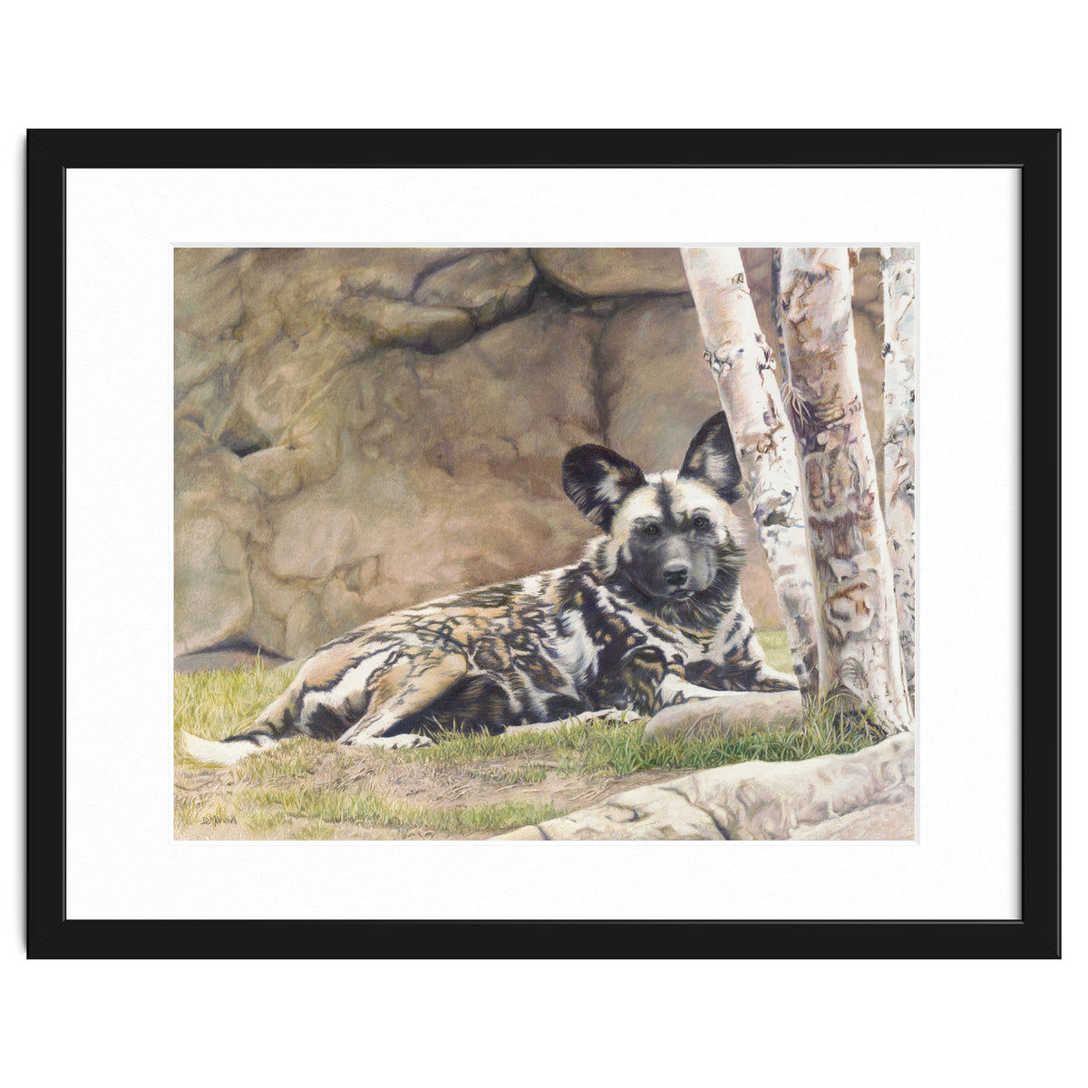 Afican Painted Dog IV - Imara