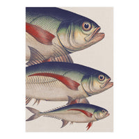 Fish Classic Designs 5 (Print Only)
