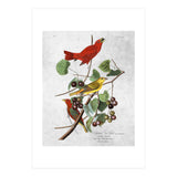 uccelli (Print Only) thumbnail