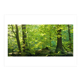 Spring Forrest (Print Only) thumbnail