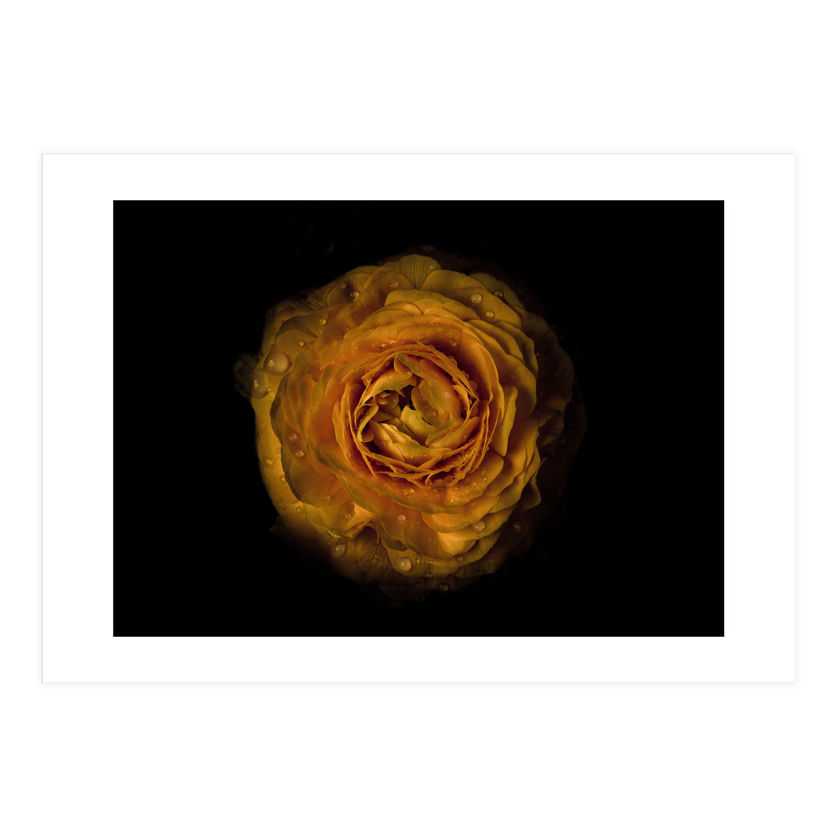 Backyard Flowers No 73 Color Version (Print Only)