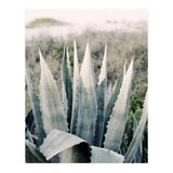 Pale Agave  (Print Only) thumbnail