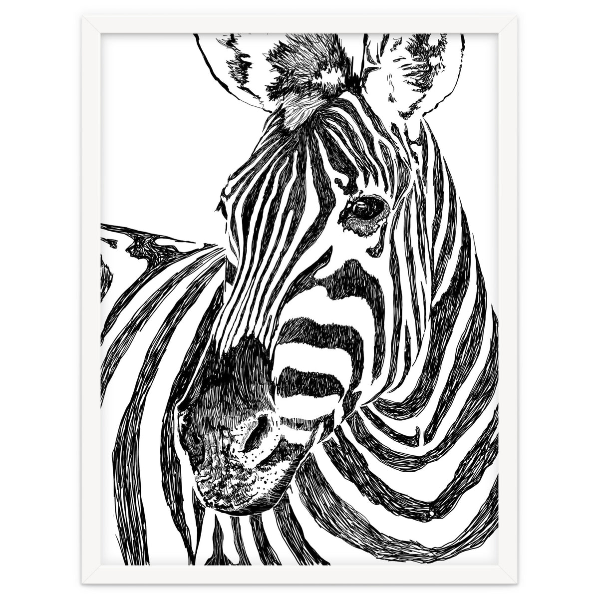 Zebra