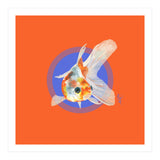 Koi Carp (Print Only) thumbnail