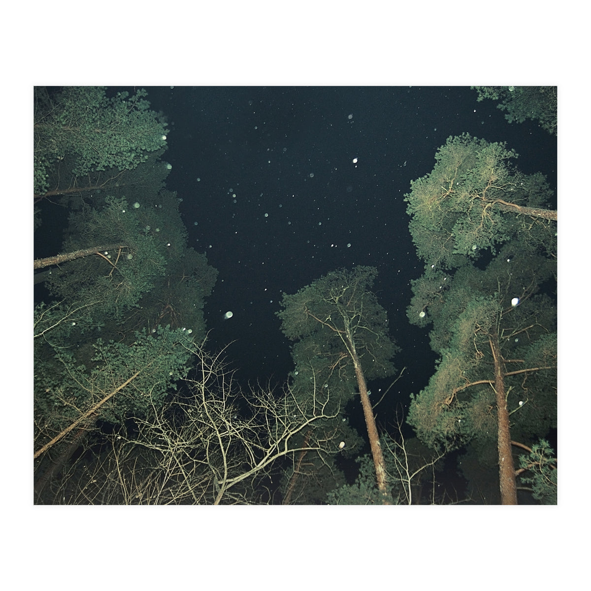 Broccoli (Print Only)