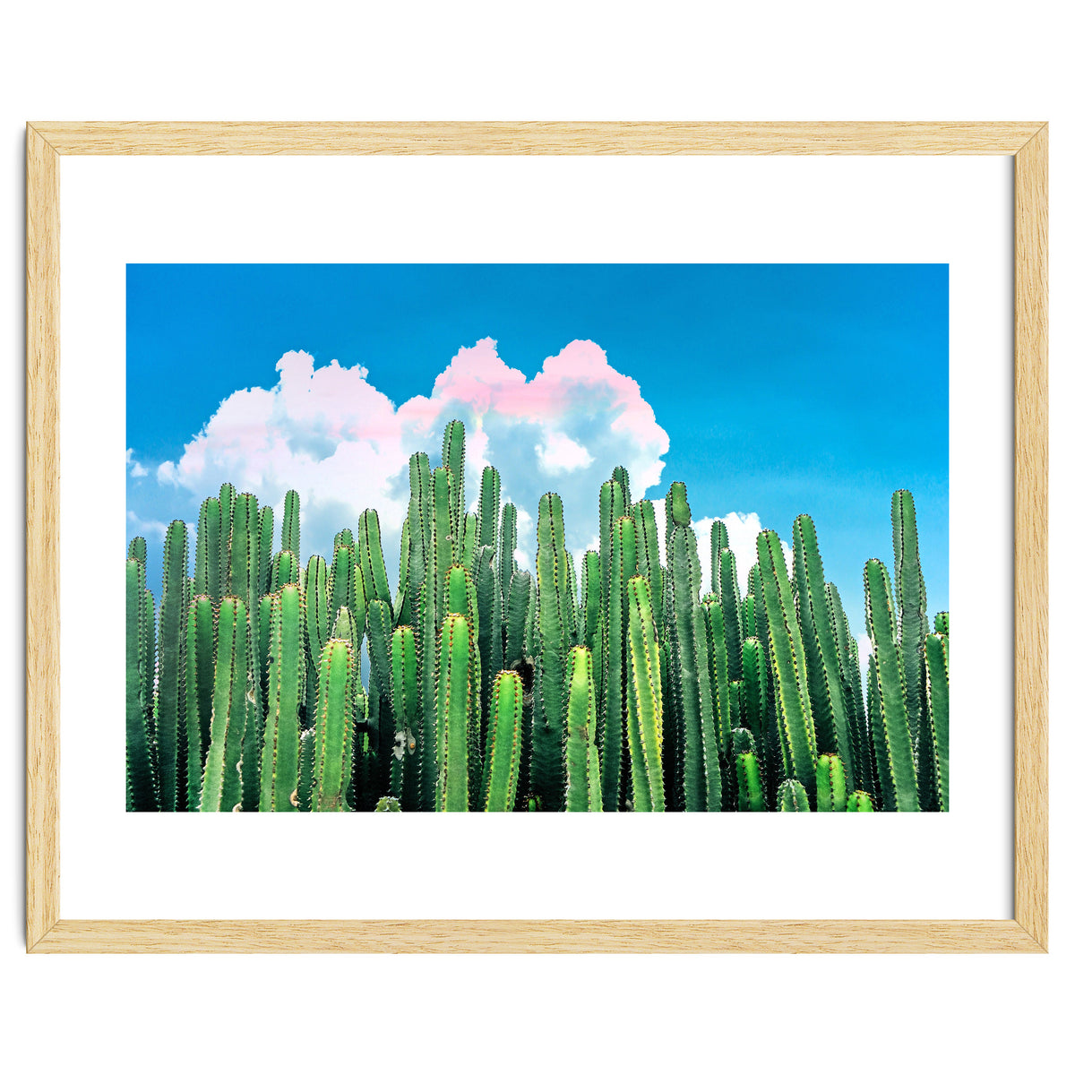 Cactus Summer