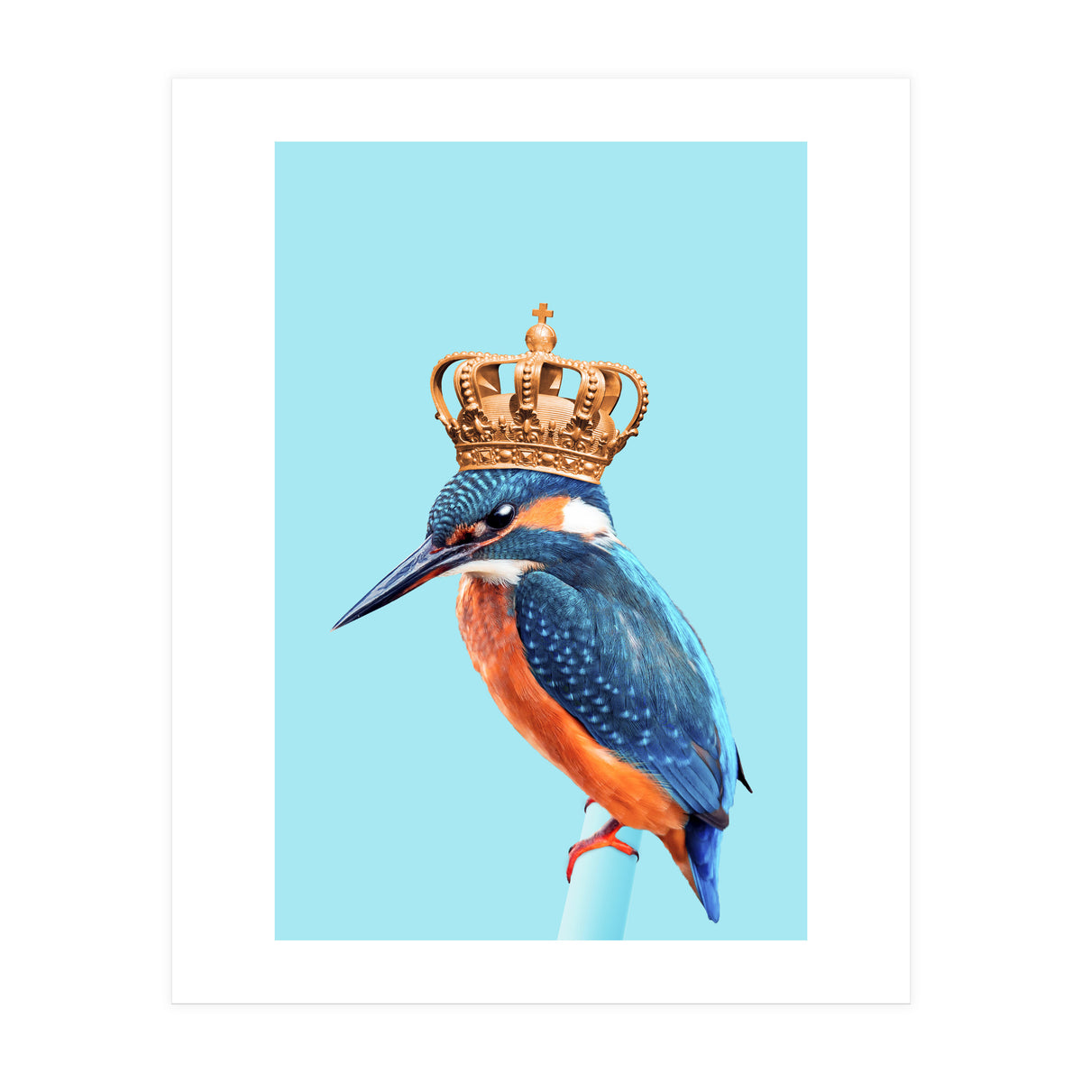 Kingfisher (Print Only)